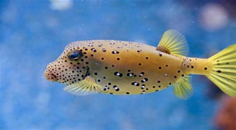 12 Interesting Puffer Fish Facts For Kids 2023 Updated