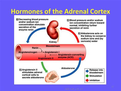 Ppt Hormones Of The Adrenal Cortex Powerpoint Presentation Id3267629