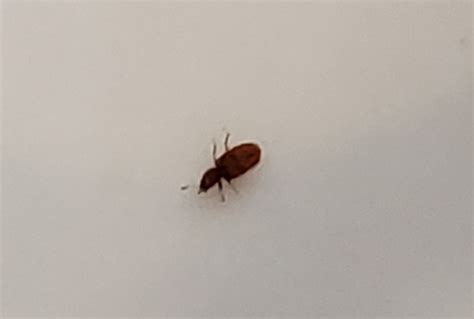 Little Black Beetle Bugs In Bathroom Mundode Sophia
