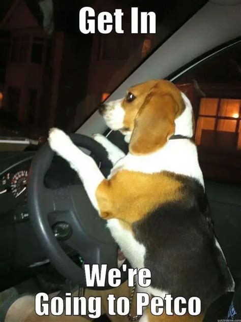 30 Best Beagle Memes Of All Time Page 4 The Paws