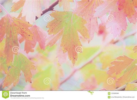 Colorful And Pastel Background Of Blurred Autumn Leaf Stock Photo