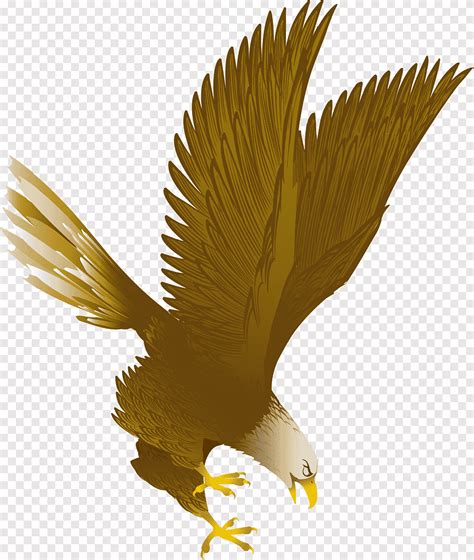 Burung cendrawasih terkenal dengan keanekaragaman warnanya. Gambar Vektor Burung Elang Hitam Putih | Inapg Id