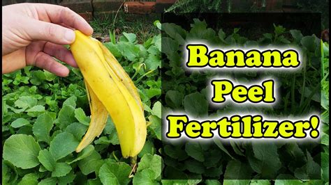 Banana Peel Fertilizer 3 Ways To Use Banana Skins In Your Garden
