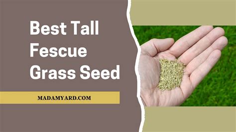 Best Tall Fescue Grass Seed For Your Lawn 2023