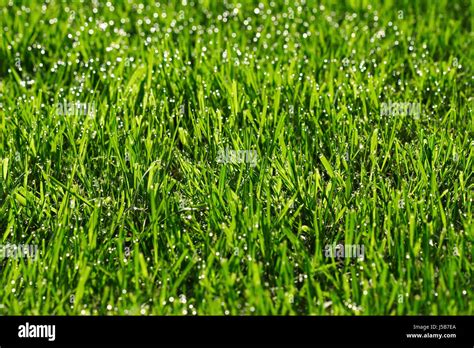 Gemhter Rasen Hi Res Stock Photography And Images Alamy