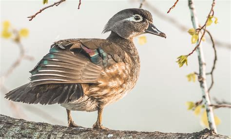 Wood Duck A Waterfowl Species Profile By Endless Migration
