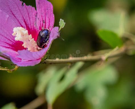 Black Beetle Inside A Pink Rose Of Sharon Stock Photo Image Of Summer