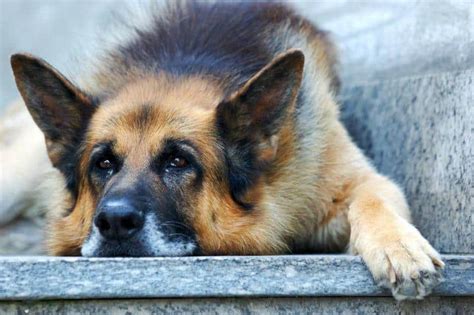 I was going to tell them to be quiet, but then i saw that the old man did not hear even their racket. Top Five Health Concerns as Your Dog Ages - German ...