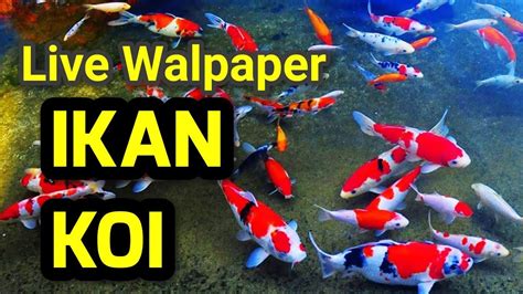 75 Wallpaper Bergerak Ikan Koi Pics Myweb