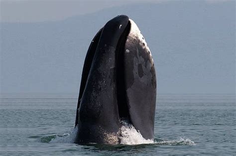 Bowhead Whale In First Ever Dutch Sighting Off Vlissingen Netherlands