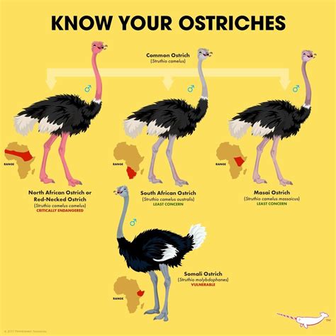 Pin By Skye On Animals Ostriches Fun Facts About Animals Animal Facts