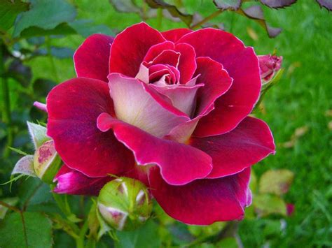 Imagenes De Rosas Hermosas Rosas Hermosas Rosas De Amor Koriskado