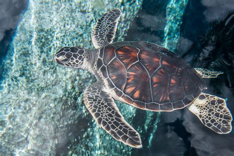 Maui Ocean Center Makes List Of Top 10 World Aquariums Maui Now