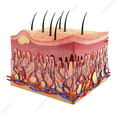 Human Skin Artwork Stock Image F0087623 Science Photo Library