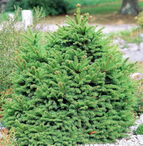Young Norway Spruce Tree Photograph By Terence E Exleyscience Photo