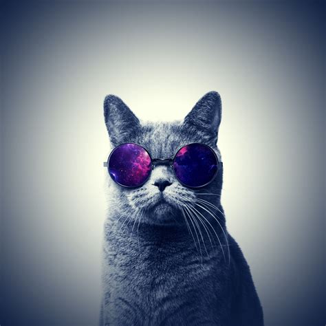 Techno Cat With Images Hipster Wallpaper Iphone 6
