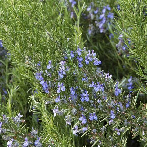 Rosmarinus Officinalis “tuscan Blue” Vivero Pullally
