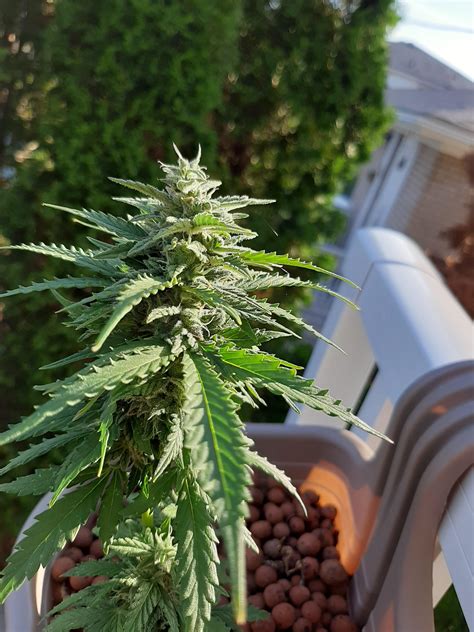 My first ever grow, shes a small autoflower but I think shes doing well 