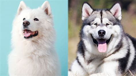 Samoyed Alaskan Malamute Mix Care Pictures Traits And More Hepper