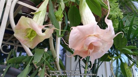 Double Pink Brugmansia In The Brugmansias Forum