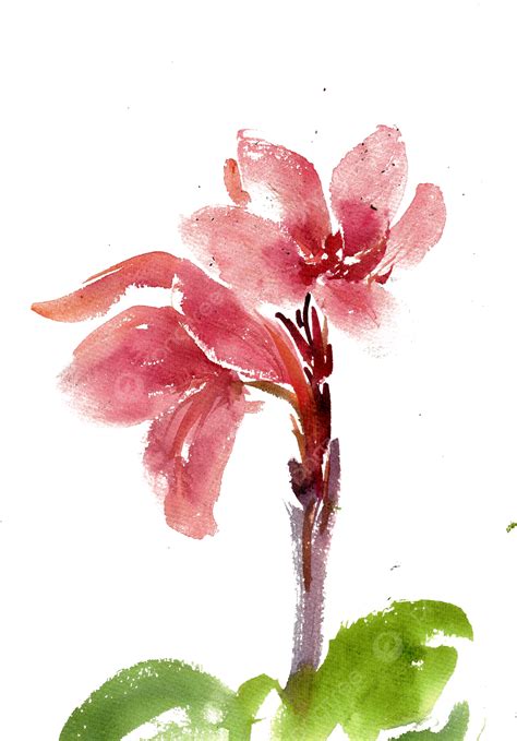Red Canna Flower Ink, Ink, Bloom, Flowers PNG Transparent Clipart Image