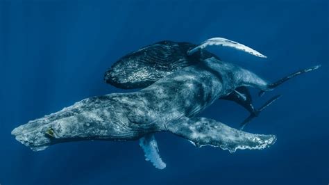 humpback whales captured mating for first time were engaged in gay sex nbc 7 san diego