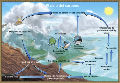 Ciclo Del Carbono ¿qué Es Características Fases Importancia