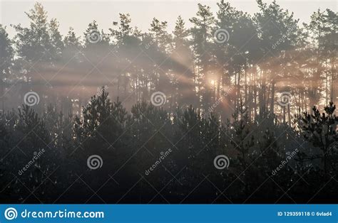 Sunrise In A Pine Forest The Rays Of The Sun In The Morning Shine