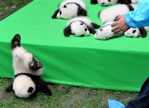 Cutest Face Plant Ever Baby Panda Falls Off Stage To