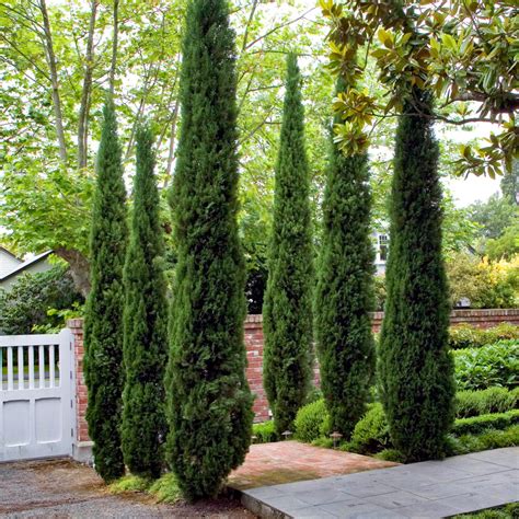 Pair Of Italian Cypress Trees 14m Tall Ornamental Evergreen Shrubs Ebay