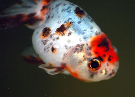 Calico Ranchu Goldfish | Goldfish, Goldfish species ...