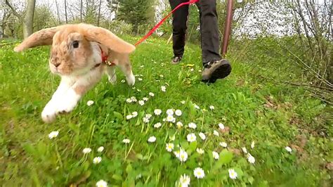 Mitsie Run One Happy Bunny Running With A Leash Slow Motion Youtube