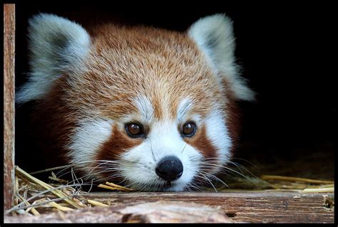 How Pandas Became Endangered How Many Red Pandas Are Left In The Wild
