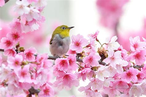Bird In Cherry Blossom Spring Painting From Photos To Art Painting In