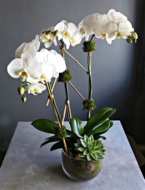 Succulent Orchid In New York Ny Eva S Garden Florist
