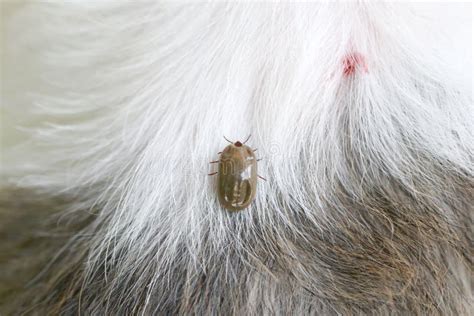 Big Tick On A Dog In Clearing Stock Image Image Of Dachshund