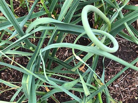 What The Heck Is A Garlic Scape Kansas City Community Gardens