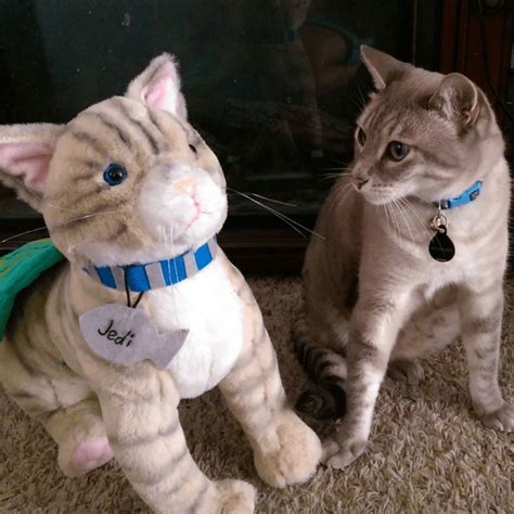 Do you remember that special stuffed animal from your childhood? Make a Custom Stuffed Animal of Your Cat | Petsies