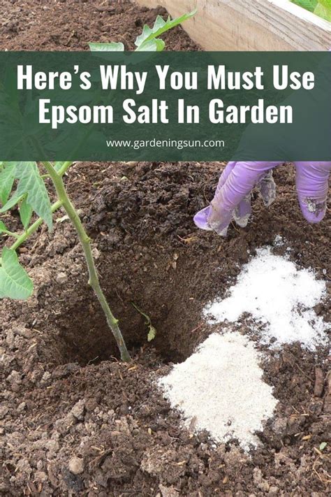 Heres Why You Must Use Epsom Salt In Garden Epsom Salt Garden Epsom