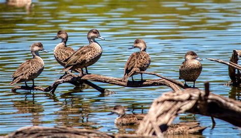Grey Teal Ducks Brian Smith Flickr