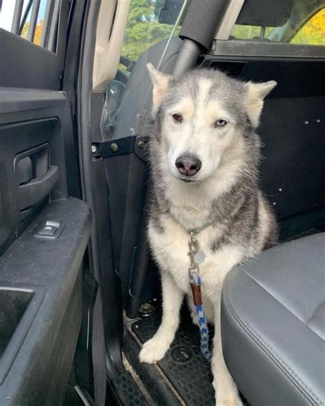 Is This Your Dog Roseville Husky Gender Unknown Date Found 09 19