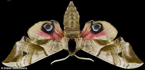 Eye Knew It Markings On Butterfly Wings Really Do Mimic A Predators