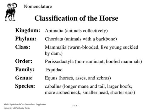 Ppt Classification Of The Horse Powerpoint Presentation Free