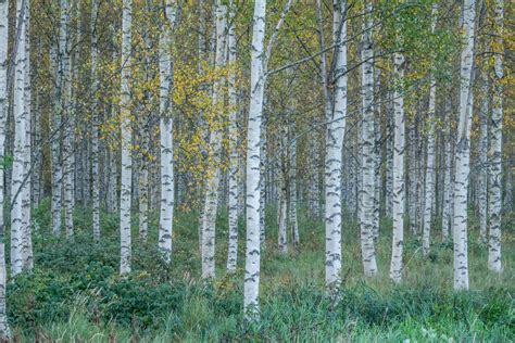 Gm Birch Tree Study Shows Promising Results Against Insect Herbivores