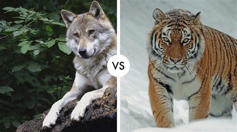 Wolf Vs Tiger Who Would Win Carnivore Fight Hypothetical Animal