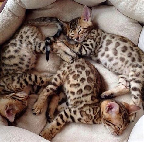When kittens are healthy, and tested from a reputable bengal cat breeder they also have a slightly higher bengal cat price. UK Bengal Cat Club - Bengal Cats & Kittens