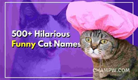 500 Hilarious Funny Cat Names You Must Try In 2023