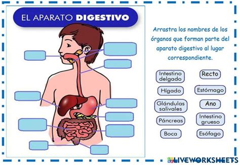 Partes Del Sistema Digestivo Activity Live Worksheets