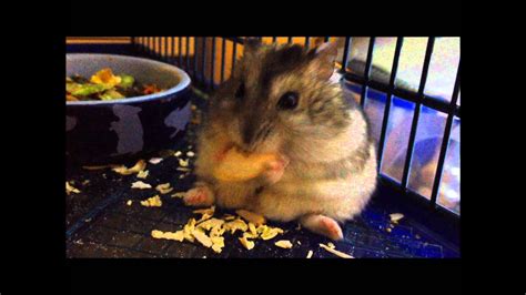 Fetter Hamster Frisst Fat Hamster Eating Youtube