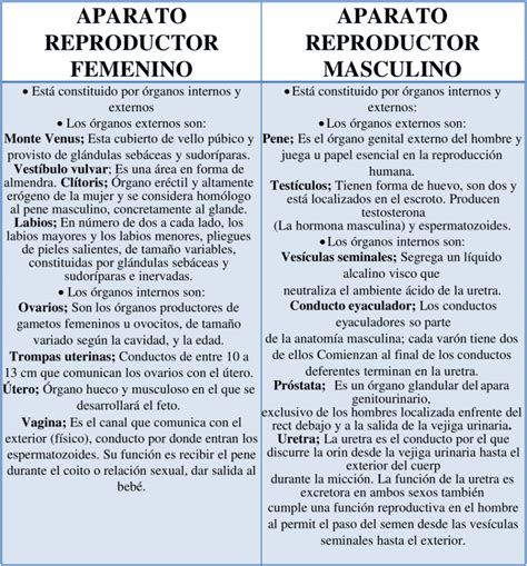 Cuadros Comparativos Aparato Reproductor Masculino Y Femenino